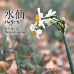 水仙-Daffodil【シングル】